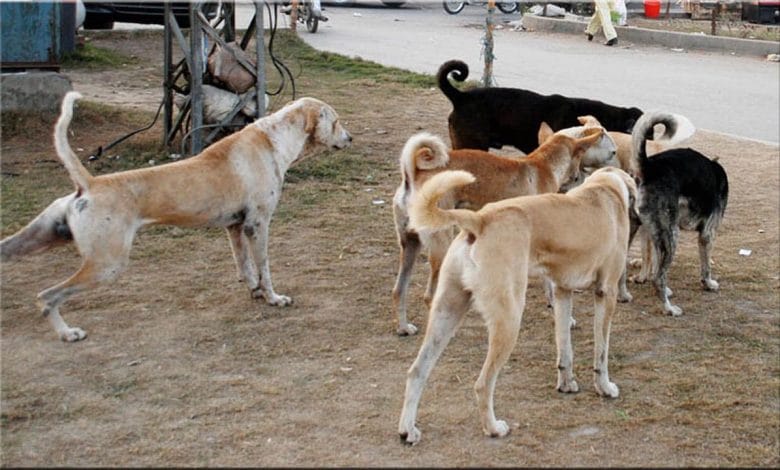 عدالت نے آوارہ کتوں کو مارنے کی مہم فوری روکنے کا حکم